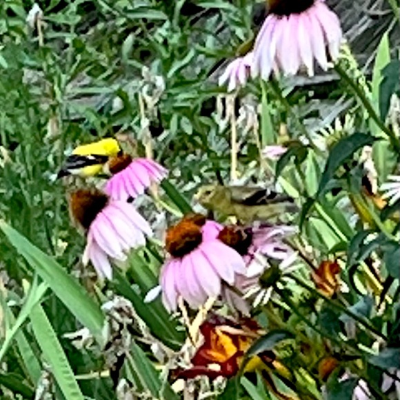 Meet your Posher, Donna - Picture 1 of 5